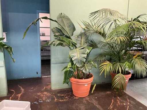 Plant in pot