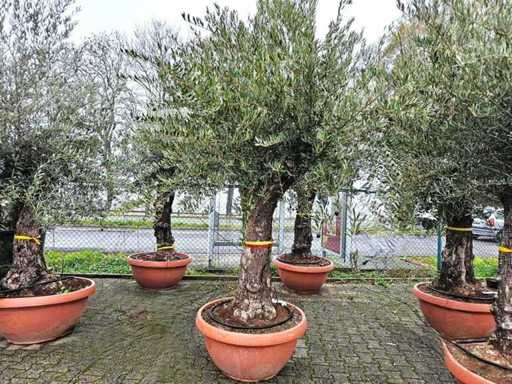 D | Various plants such as olive/lemon trees and palm trees, as well as garden decorations