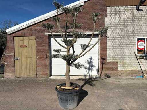Olivenbaum-Pompom – Olea Europaea – Höhe ca. 250 cm