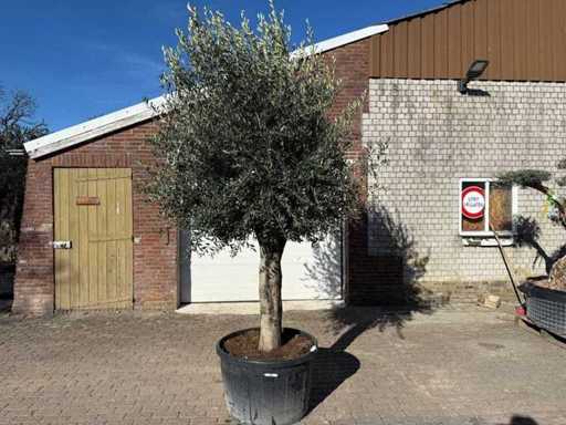 Olive tree smooth trunk - Olea Europaea - approx. 60 years old - height approx. 290 cm