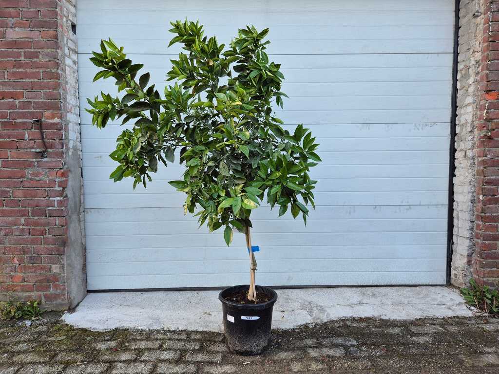 Sinaasappelboom - Citrus Sinensis - hoogte ca. 150 cm