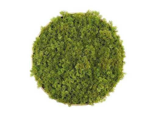 (36x) Moss circle 75 cm, color lime green / aluminum frame with wood look. Wall decoration.