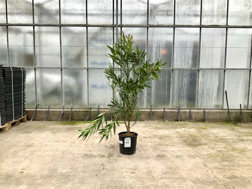 oleander różowy (Nerium Oleander)