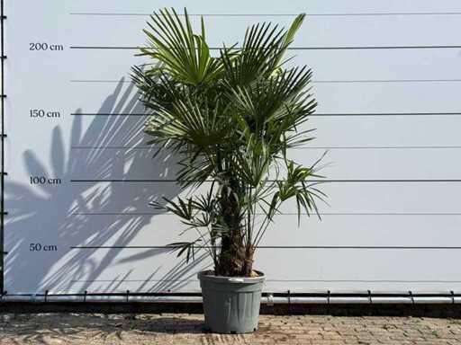 Chinese fan palm triple trunk - Trachycarpus Fortunei - height approx. 200 cm