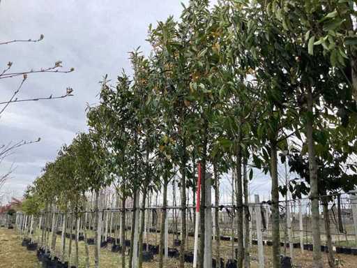 Laur cireș - Copac veșnic verde