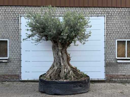 Olive tree Bonsai XXL - Olea Europaea - approx. 250 years old - height approx. 280 cm