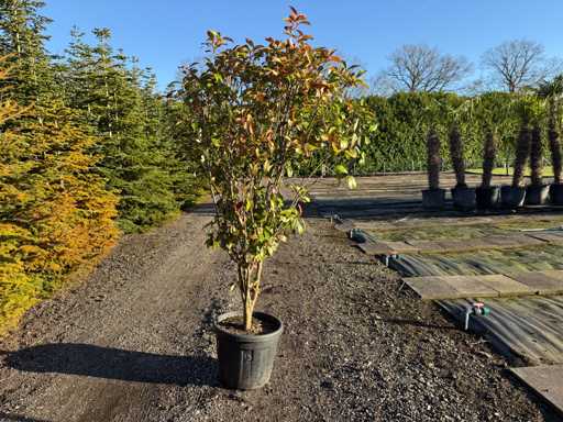 Photinia Red Robin - Mexican medlar multi-stem 200cm
