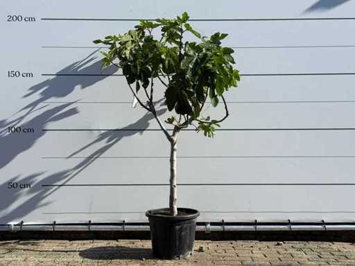 Fig tree low trunk XL - Ficus Carica - height approx. 200 cm