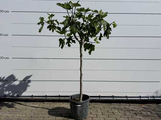 Fusto chiaro del fico M - Ficus Carica - altezza circa 200 cm
