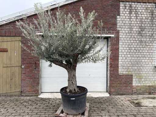 Vieux tronc d’olivier - Olea europaea - 75 ans - hauteur environ 300 cm