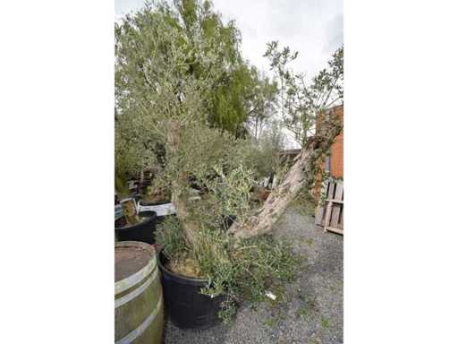 split old skin double - Olive tree