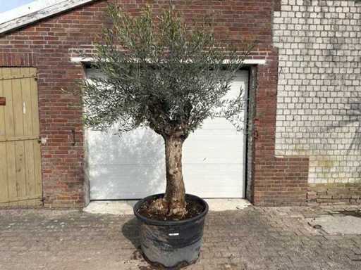 Olijfboom Bonsai - Olea Europaea - Hoogte ca. 250 cm 