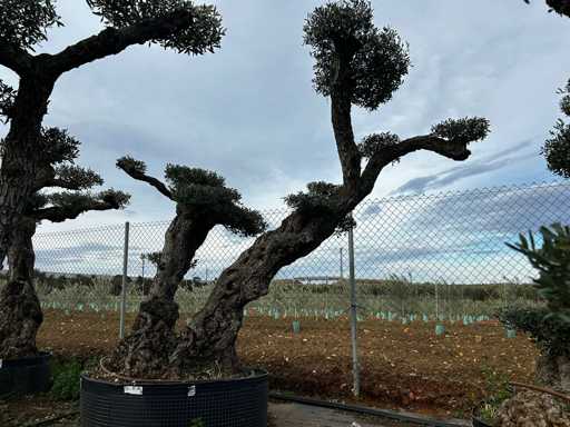  OLEA EUROPEA POM POM SECOLARE  