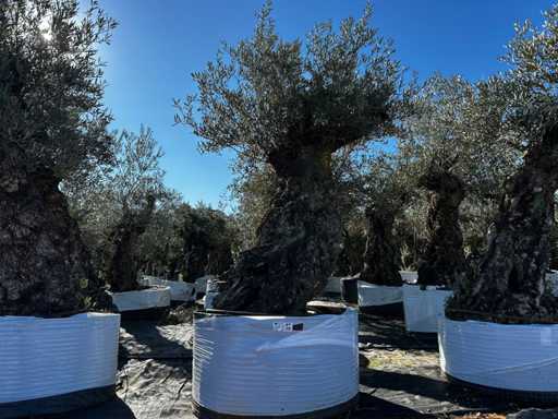 Olive tree in basket Specimen