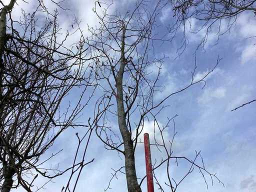 Green Beech - Topiary Tree