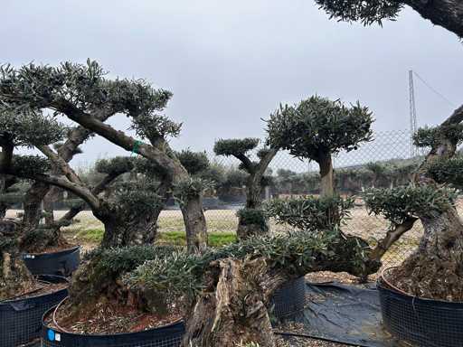 Olijfboom - Olea Europea Pom Pom Secolare 