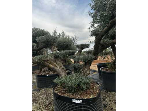  OLEA EUROPEA POM POM SECOLARE  