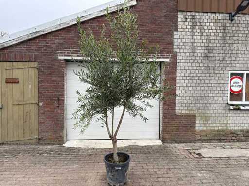 Olive tree Andalucia L - Olea Europaea - approx. 20 years old - height approx. 250 cm
