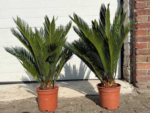 2x Peace Palm - Cycas Revoluta - înălțime aprox. 50 cm