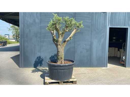 Olea europ. Olivier 'Pata' 500L