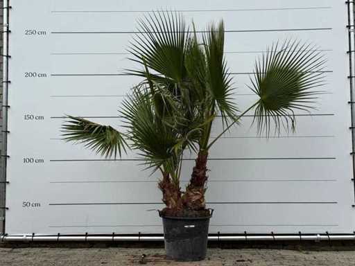 Mexican fan palm multi-stemmed - Washingtonia Robusta - height approx. 220 cm