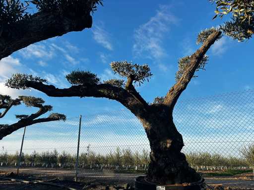 Olivenbaum – Olea Europea Pom Pom Secolare 