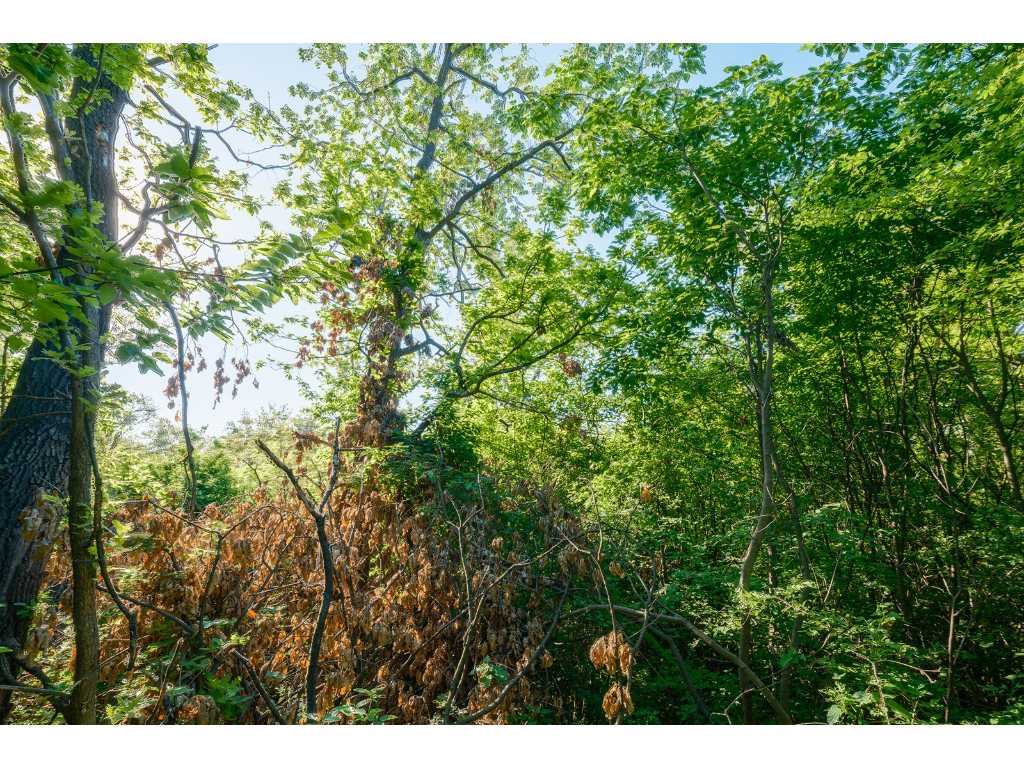13,604 m2 of forest land