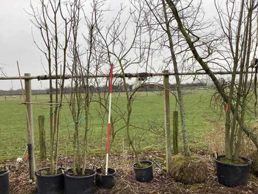 Maple - Multi-stemmed tree (2x)