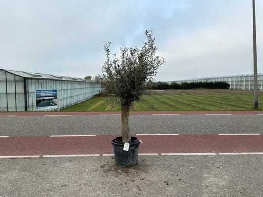 Olivenbaum (Olea Europaea Lessini)