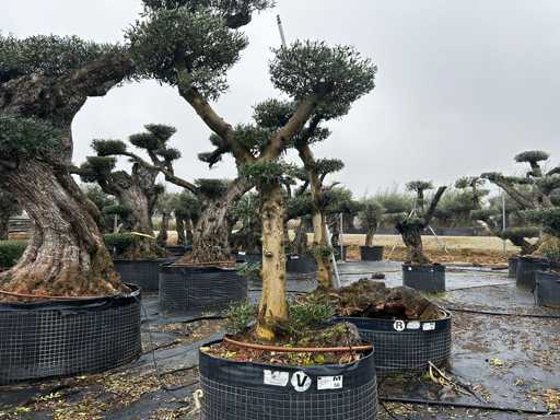 Olivenbaum – Olea Europea Pom Pom Secolare 