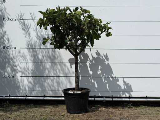 Trunchiul jos al smochinului - Ficus Carica - înălțime aprox. 150 cm