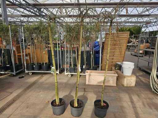 3er Set Hänge-Haselnuss 'Pendula' - Corylus avellana - Winterhart