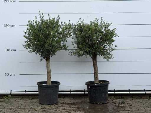 2x Olivier Florida - Olea Europaea - environ 15 ans - taille environ 160 cm