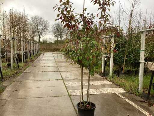 Pomarańcza meksykańska – drzewo wielołodygowe (2x)