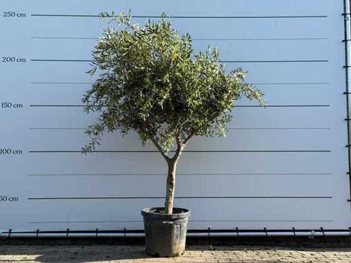 Olive tree branched - Olea Europaea - approx. 50 years old - height approx. 240 cm
