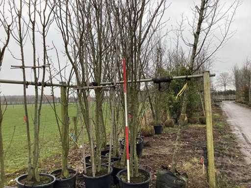 Japanese Ornamental Cherry - Multi-stemmed tree
