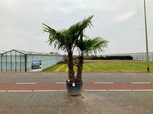 Palmboom meerstammig (Trachycarpus Fortunei)