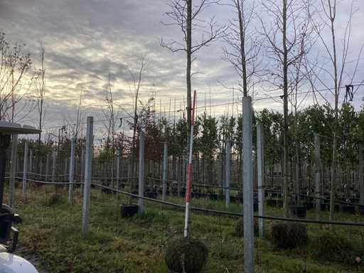 S?odka guma pró?na – Parkboom