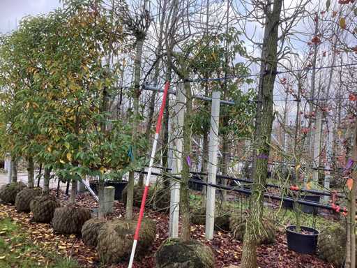 S?odka guma – drzewo alejowe