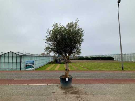 Olijfboom (Olea Europaea Lessini)