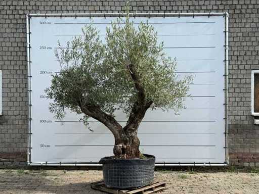 Bonsaï à branches d’olivier XL - Olea Europaea - environ 100 ans - hauteur d’environ 280 cm