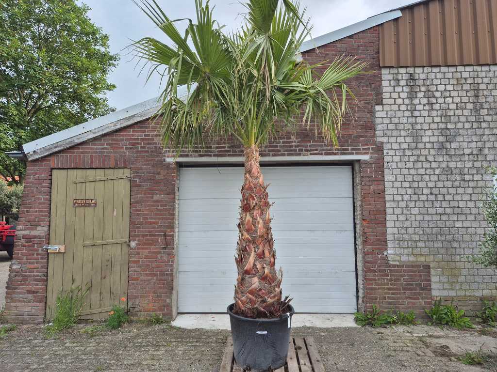 Mexikanische Fächerpalme - Washingtonia Robusta - Mediterraner Baum - Höhe ca. 350 cm