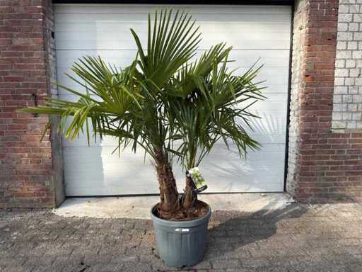 Chinesische Fächerpalme – Trachycarpus Fortunei – Dreifacher Stamm – Höhe ca. 200 cm