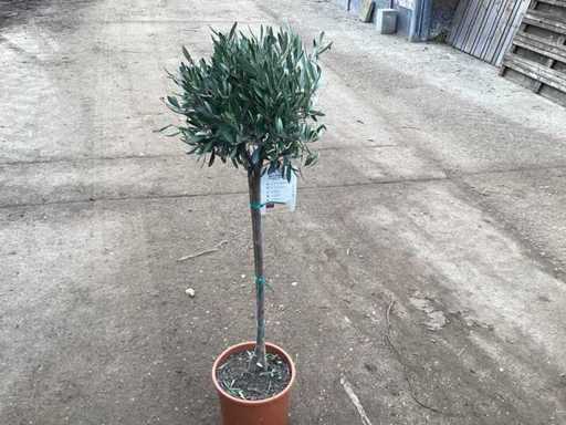 Olive tree(1X)