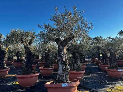Tarrina Olive Tree