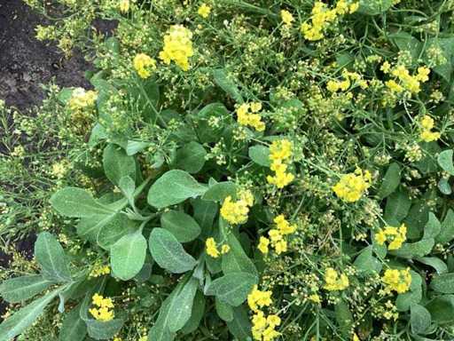 Allyssum (80)