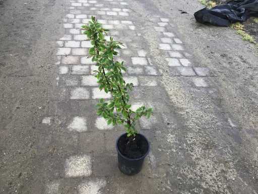 Haagplanten - Haagbeuk (x200)