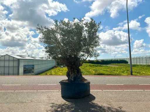 Olijfboom (Olea Europaea Lessini)