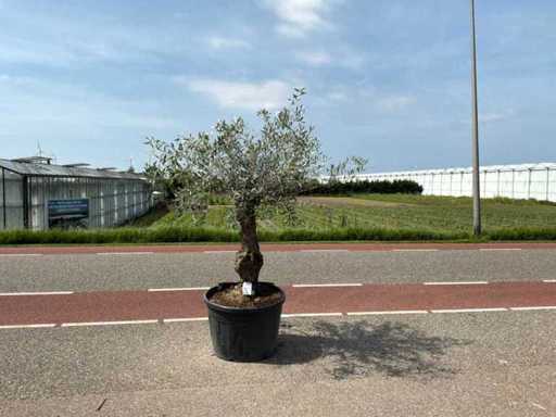 Ulivo (Olea Europaea Lessini)