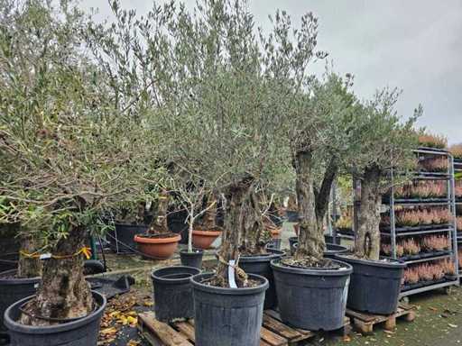 Magnifieke olijfboom (100-120 jaar) - Mediterrane hoogtepunt